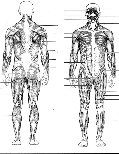 Muscle Anatomy Printable